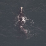 endangered-whale-and-newborn-calf-make-rare-winter-visit-to-nyc-waters:-‘sign-of-hope’