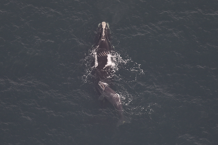 endangered-whale-and-newborn-calf-make-rare-winter-visit-to-nyc-waters:-‘sign-of-hope’