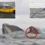 kayaker-gets-swallowed by-humpback-whale-before-he’s-spit-back-out,-wild-video-shows:-‘i-thought-it-had-already-eaten-me’