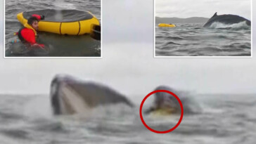 kayaker-gets-swallowed by-humpback-whale-before-he’s-spit-back-out,-wild-video-shows:-‘i-thought-it-had-already-eaten-me’