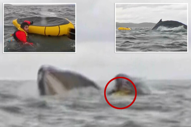 kayaker-gets-swallowed by-humpback-whale-before-he’s-spit-back-out,-wild-video-shows:-‘i-thought-it-had-already-eaten-me’