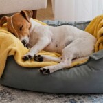 the-wayfair-presidents-day-sale-offers-hundreds-off-on-rugs,-bedding,-cookware-and-pet-products