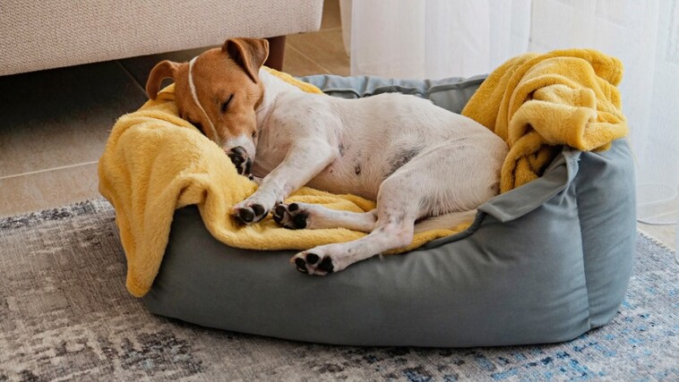 the-wayfair-presidents-day-sale-offers-hundreds-off-on-rugs,-bedding,-cookware-and-pet-products