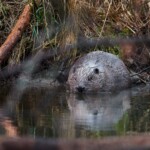 beavers-saved-czech-republic-over-$1m-on-infrastructure-project