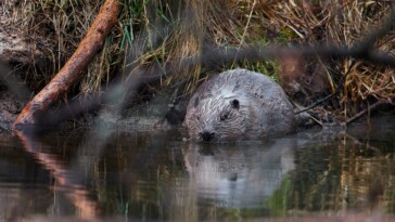 beavers-saved-czech-republic-over-$1m-on-infrastructure-project