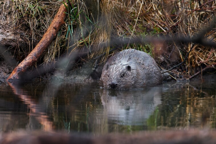 beavers-saved-czech-republic-over-$1m-on-infrastructure-project