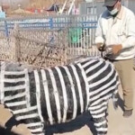 chinese-zoo-accused-of-painting-donkeys-black-and-white-to-look-like-zebras:-‘stripes-look-a-mess’