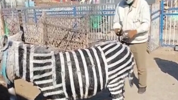 chinese-zoo-accused-of-painting-donkeys-black-and-white-to-look-like-zebras:-‘stripes-look-a-mess’