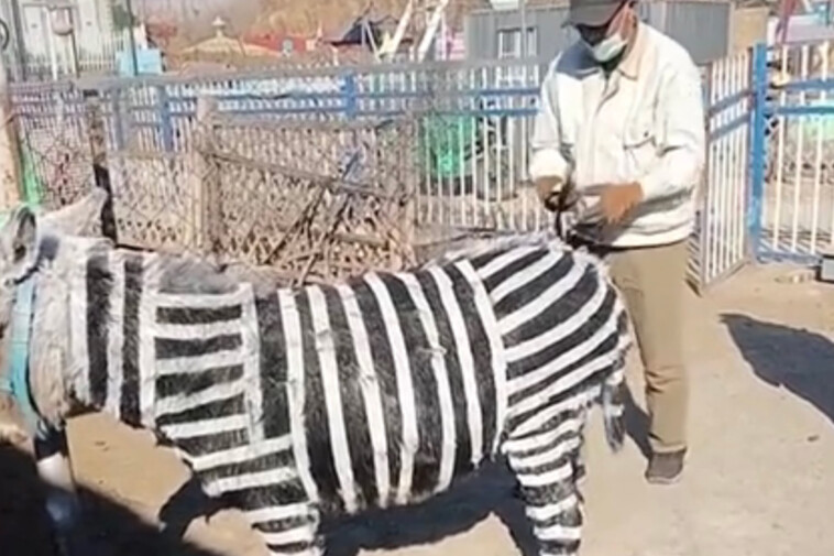 chinese-zoo-accused-of-painting-donkeys-black-and-white-to-look-like-zebras:-‘stripes-look-a-mess’