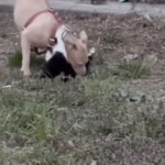 animal-cruelty-complaints-in-nyc-surge-to-5-year-high:-cops
