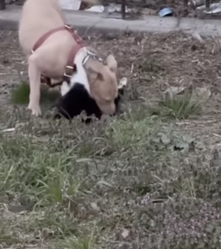 animal-cruelty-complaints-in-nyc-surge-to-5-year-high:-cops