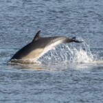 dolphins-spotted-swimming-in-nyc’s-east-river-in-rare-big-apple-wildlife-scene