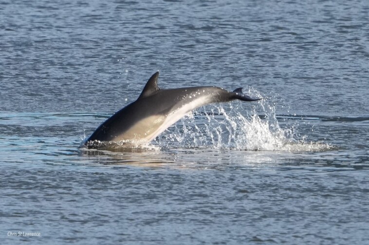 dolphins-spotted-swimming-in-nyc’s-east-river-in-rare-big-apple-wildlife-scene