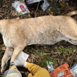 florida-biologists-capture-heaviest-panther-ever-recorded-in-the-sunshine-state