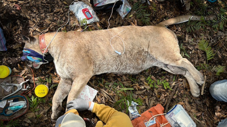 florida-biologists-capture-heaviest-panther-ever-recorded-in-the-sunshine-state