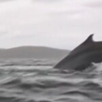 watch:-real-life-jonah-–-whale-gobbles-up-kayaker-on-video-then-vomits-him-back-up-still-alive