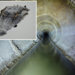 urban-legends-be-damned:-find-out-where-gators-and-other-critters-really-are-living-in-the-sewers