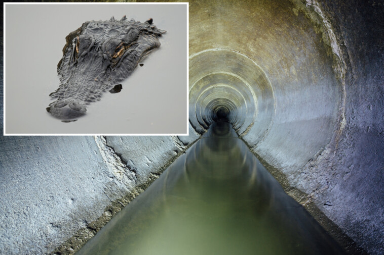 urban-legends-be-damned:-find-out-where-gators-and-other-critters-really-are-living-in-the-sewers