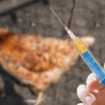 bird-flu-vaccine-gets-‘conditional-license’-from-usda,-company-announces