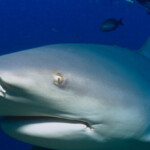 vacationer-loses-hands-in-turks-and-caicos-trying-to-take-photo-with-shark