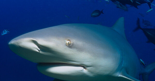 vacationer-loses-hands-in-turks-and-caicos-trying-to-take-photo-with-shark