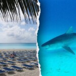 tourist-loses-both-hands-while-snorkeling-in-turks-and-caicos-after-shark-attacks-during-failed-photo-op