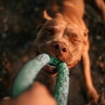 7-truly-indestructible-dog-toys-for-dogs-who-destroy-all-their-toys