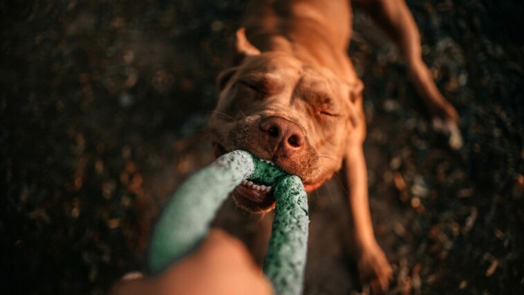 7-truly-indestructible-dog-toys-for-dogs-who-destroy-all-their-toys