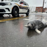 mysterious-baby-seal-flops-into-middle-of-connecticut-city:-‘he-was-here-to-try-the-clam-pizza’