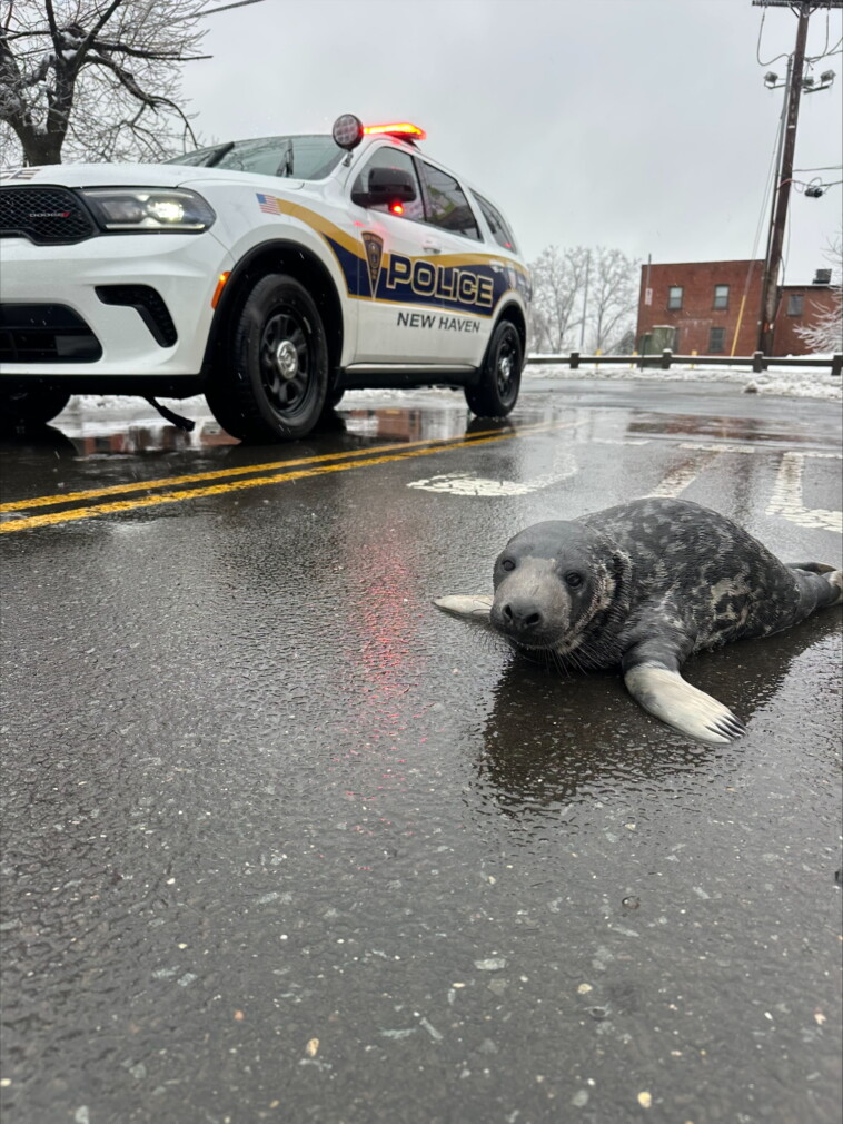 mysterious-baby-seal-flops-into-middle-of-connecticut-city:-‘he-was-here-to-try-the-clam-pizza’