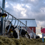 minnesota-declares-state-of-emergency-as-diseases-cripple-midwestern-farms