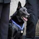 hurricane,-the-most-decorated-dog-in-us-history-—-who-took-down-white-house-intruder-—-dies-at-16:-‘his-legacy-will-live-on’