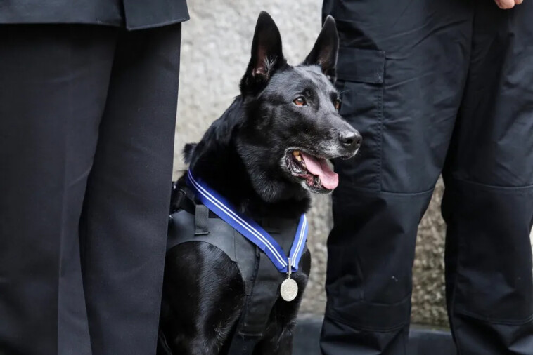 hurricane,-the-most-decorated-dog-in-us-history-—-who-took-down-white-house-intruder-—-dies-at-16:-‘his-legacy-will-live-on’