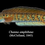 chel-snakehead,-fish-species-believed-to-be-extinct,-spotted-in-india-after-85-years