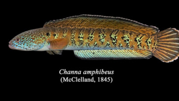 chel-snakehead,-fish-species-believed-to-be-extinct,-spotted-in-india-after-85-years