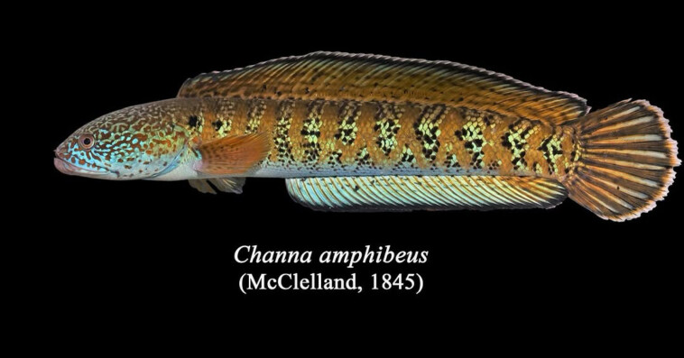 chel-snakehead,-fish-species-believed-to-be-extinct,-spotted-in-india-after-85-years