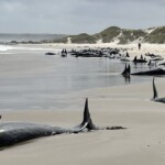 experts-give-up-hope-for-157-false-killer-whales-stranded-on-remote-australian-beach