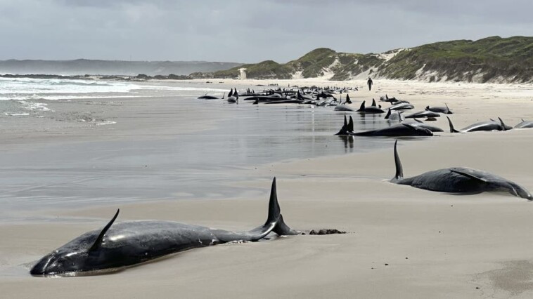 experts-give-up-hope-for-157-false-killer-whales-stranded-on-remote-australian-beach