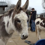 university-offers-course-studying-whether-donkeys-are-actually-like-shrek’s-friend,-aims-to-explore-animals’-‘inner-lives’