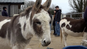 university-offers-course-studying-whether-donkeys-are-actually-like-shrek’s-friend,-aims-to-explore-animals’-‘inner-lives’