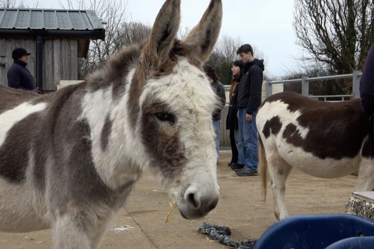 university-offers-course-studying-whether-donkeys-are-actually-like-shrek’s-friend,-aims-to-explore-animals’-‘inner-lives’