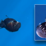 marine-expert-addresses-viral-anglerfish-video-that-broke-millions-of-hearts:-‘a-lot-of-hypotheses’