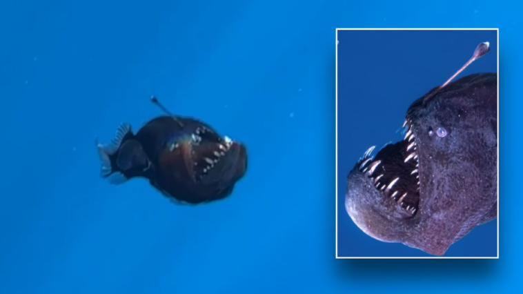 marine-expert-addresses-viral-anglerfish-video-that-broke-millions-of-hearts:-‘a-lot-of-hypotheses’