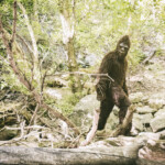 california-bill-aims-to-recognize-bigfoot-as-state’s-official-cryptid