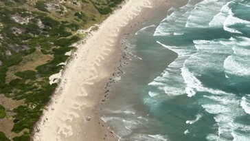 over-150-whales-stranded-on-australian-beach-cry-out-as-rough-seas-hinder-rescue-efforts:-‘they-are-suffering’