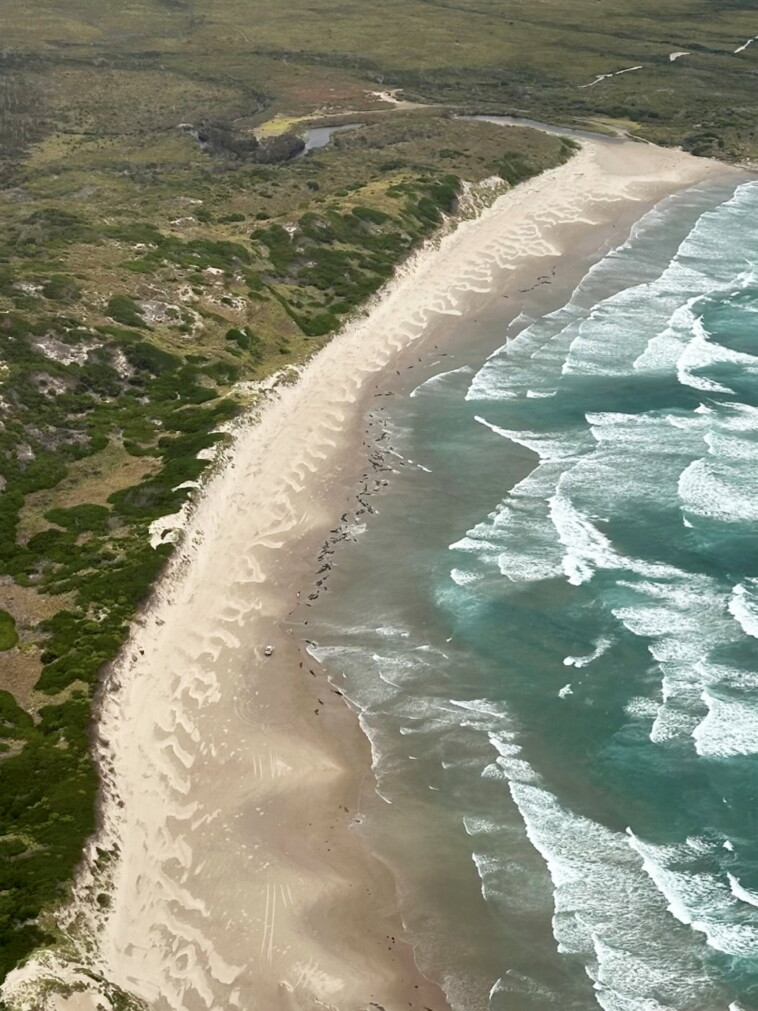 over-150-whales-stranded-on-australian-beach-cry-out-as-rough-seas-hinder-rescue-efforts:-‘they-are-suffering’