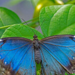 teen-dies-after-injecting-himself-with-butterfly-remains