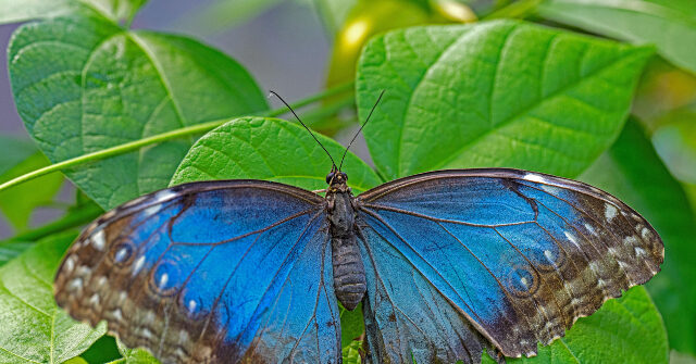 teen-dies-after-injecting-himself-with-butterfly-remains