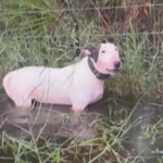 florida-dog-who-was-cruelly-tied-to-fence-during-hurricane-milton-beats-cancer,-other-major-health-scare