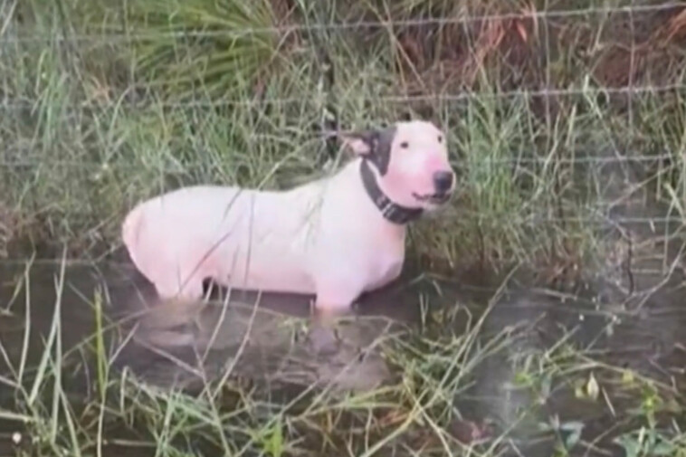 florida-dog-who-was-cruelly-tied-to-fence-during-hurricane-milton-beats-cancer,-other-major-health-scare